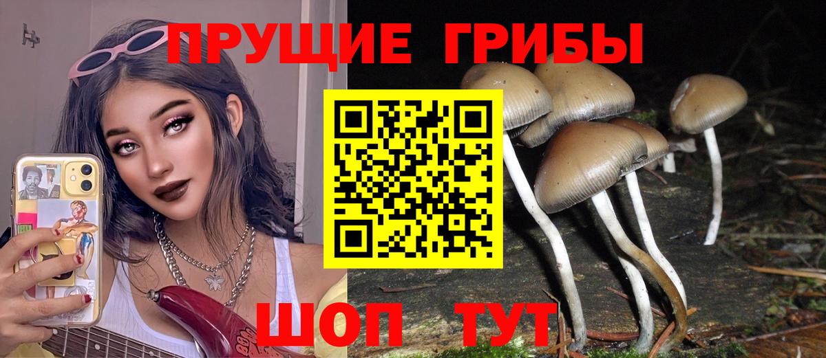 где найти   Вход с VPN  Великий Устюг  Галлюциногенные грибы Psilocybine cubensis  Псилоцибиновые грибы Psilocybe 